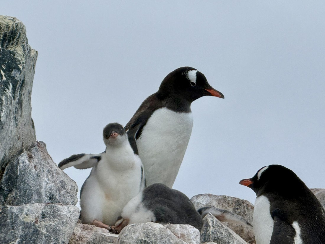 HDS26-26, Day 7, IMG_1831_Hana_(1) © Hana Spickova - Oceanwide Expeditions.jpg