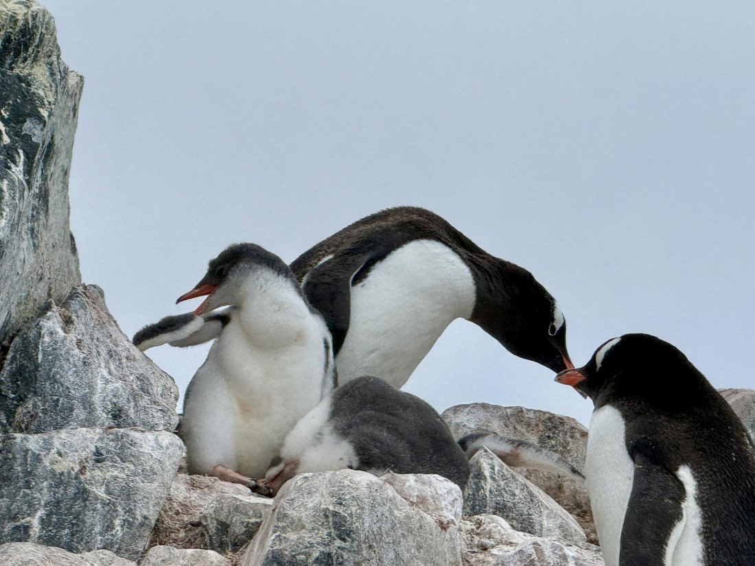 HDS26-26, Day 7, IMG_1831_Hana_(8) © Hana Spickova - Oceanwide Expeditions.jpg