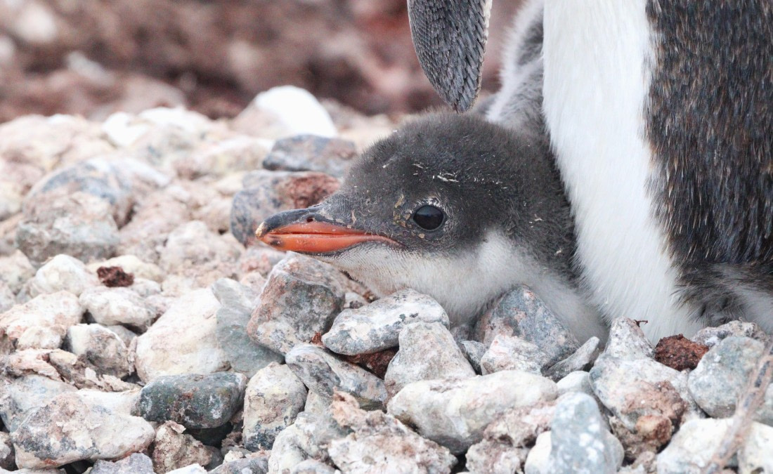 HDS26-26, Day 7, IMG_7858 © Unknown photographer - Oceanwide Expeditions.JPG