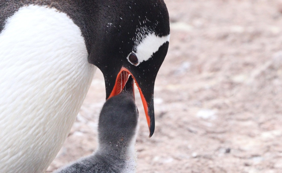 HDS26-26, Day 7, IMG_7891 © Unknown photographer - Oceanwide Expeditions.JPG