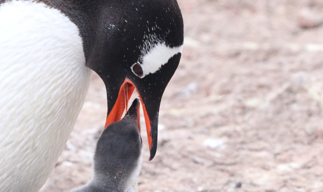 HDS26-26, Day 7, IMG_7902 © Unknown photographer - Oceanwide Expeditions.JPG