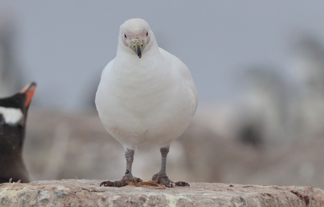 HDS26-26, Day 7, IMG_7939 © Unknown photographer - Oceanwide Expeditions.JPG