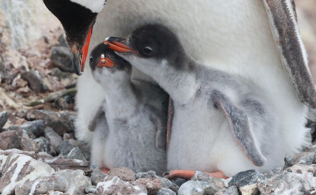 HDS26-26, Day 7, IMG_7956 © Unknown photographer - Oceanwide Expeditions.JPG