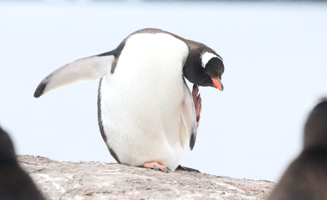 HDS26-26, Day 7, IMG_7962 © Unknown photographer - Oceanwide Expeditions.JPG