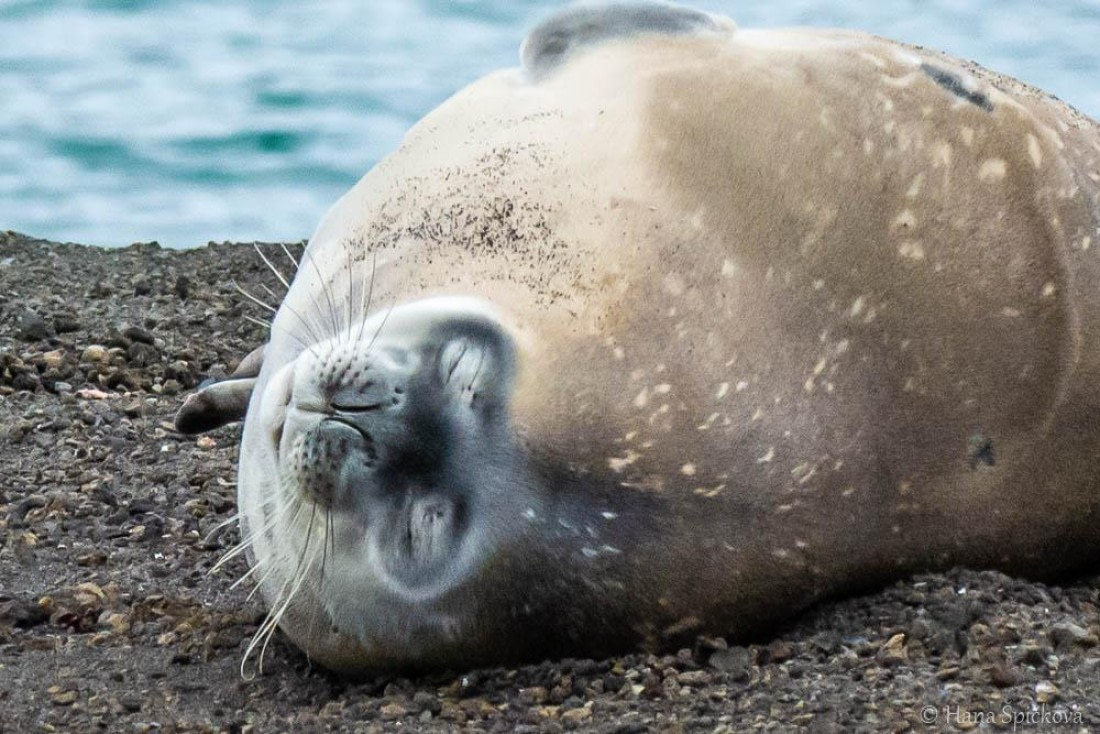 HDS26-26, Day 8, _DSC9114 © Hana Spickova - Oceanwide Expeditions.jpg