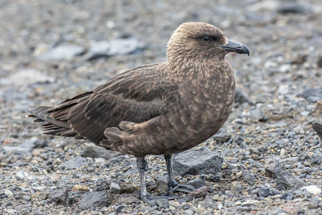 HDS26-26, Day 8, _DSC9129 © Hana Spickova - Oceanwide Expeditions.jpg