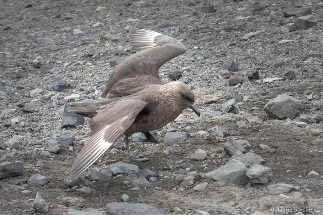HDS26-26, Day 8, _DSC9130 © Hana Spickova - Oceanwide Expeditions.jpg