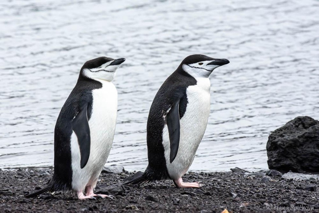 HDS26-26, Day 8, _DSC9132 © Hana Spickova - Oceanwide Expeditions.jpg