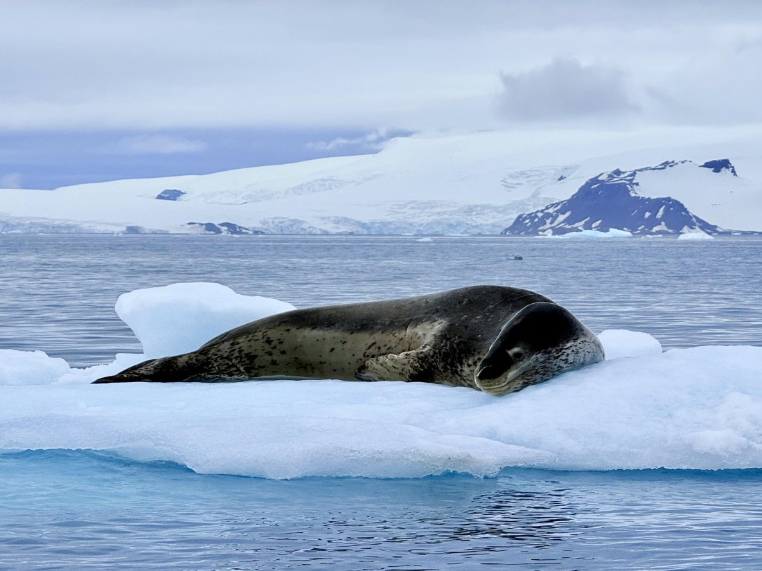 HDS26-26, Day 8, IMG_1845_Hana_(6) © Hana Spickova - Oceanwide Expeditions.jpg