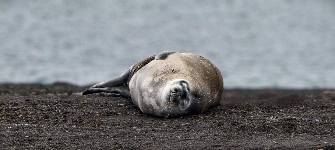 HDS26-26, Day 8, IMG_20260115_075852 © Unknown photographer - Oceanwide Expeditions.jpg