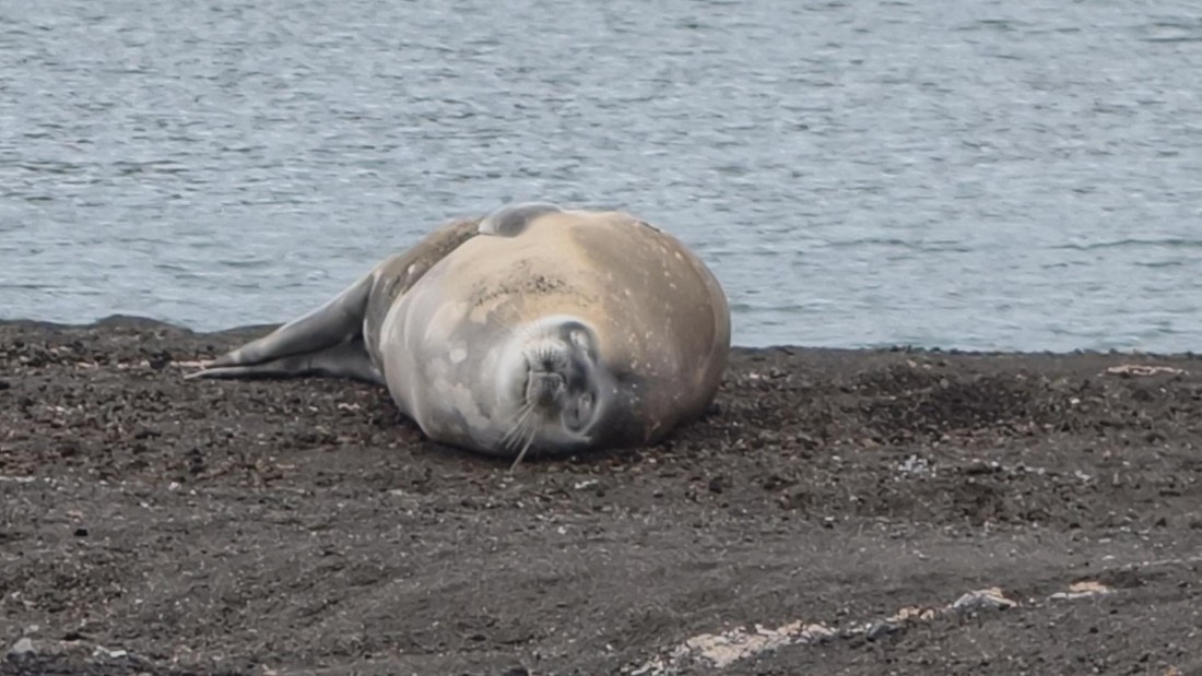 HDS26-26, Day 8, IMG_20260115_075912 © Unknown photographer - Oceanwide Expeditions.jpg