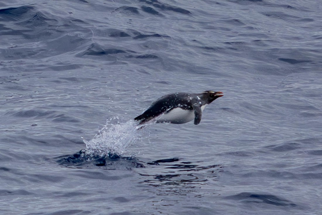 PLA26-26, Day 2, 4Q9A5773.jpg © Unknown Photographer - Oceanwide Expeditions.jpg