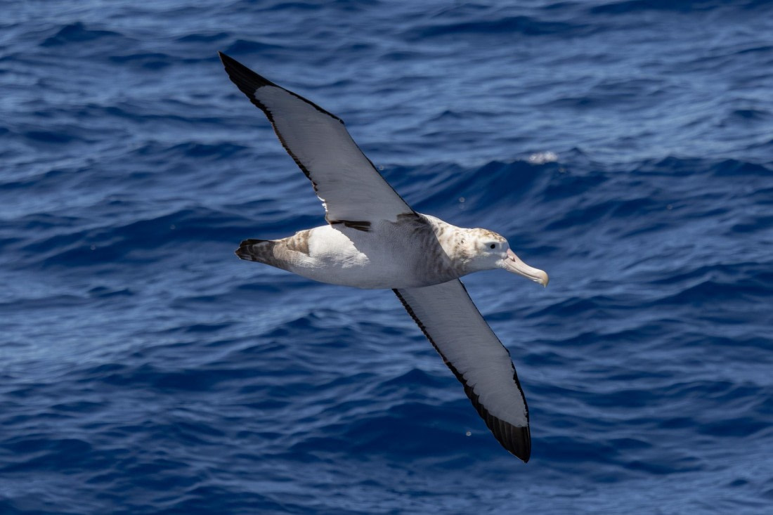 PLA26-26, Day 2, 4Q9A5923.jpg © Unknown Photographer - Oceanwide Expeditions.jpg