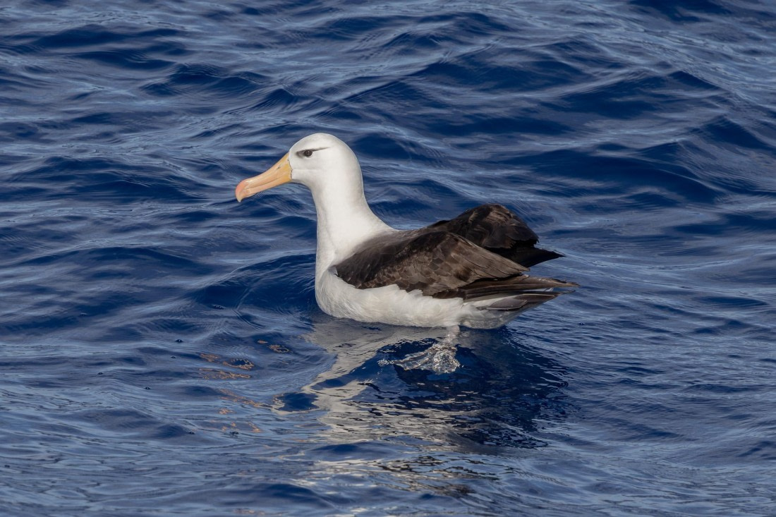 PLA26-26, Day 2, 4Q9A5984.jpg © Unknown Photographer - Oceanwide Expeditions.jpg