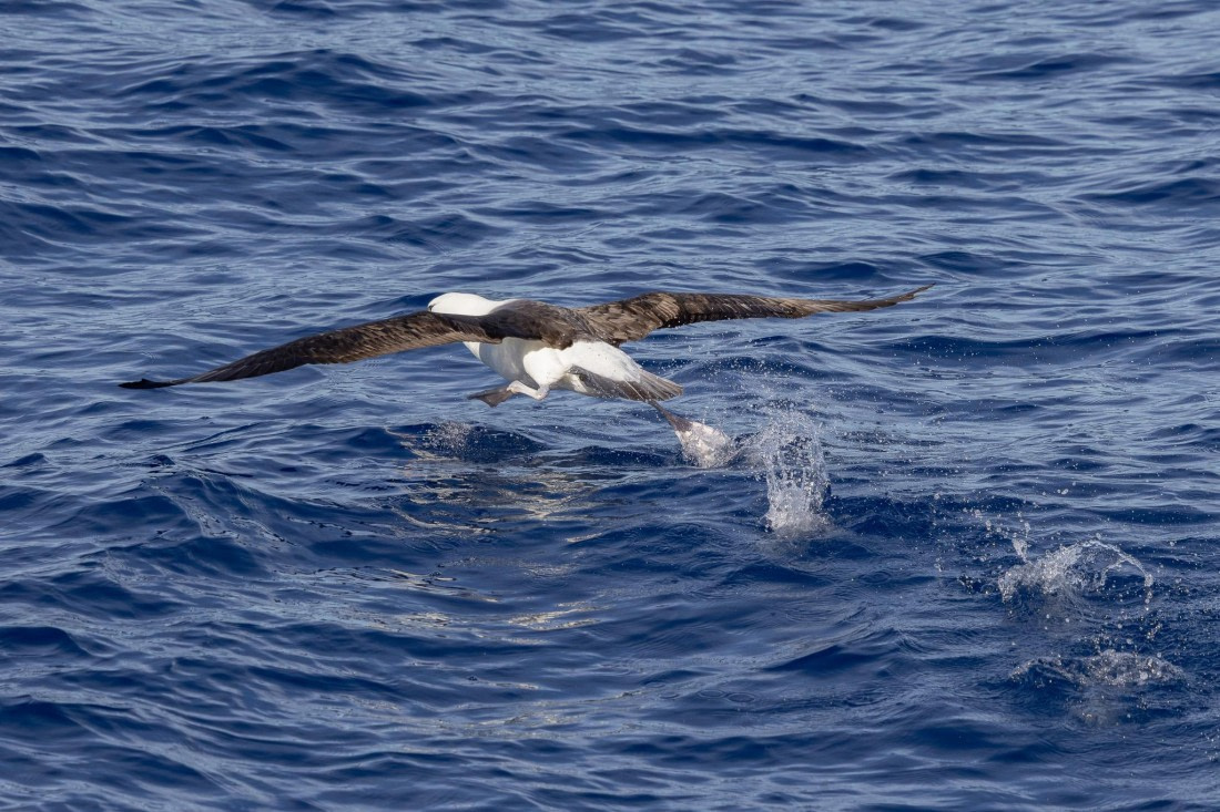 PLA26-26, Day 2, 4Q9A5987.jpg © Unknown Photographer - Oceanwide Expeditions.jpg