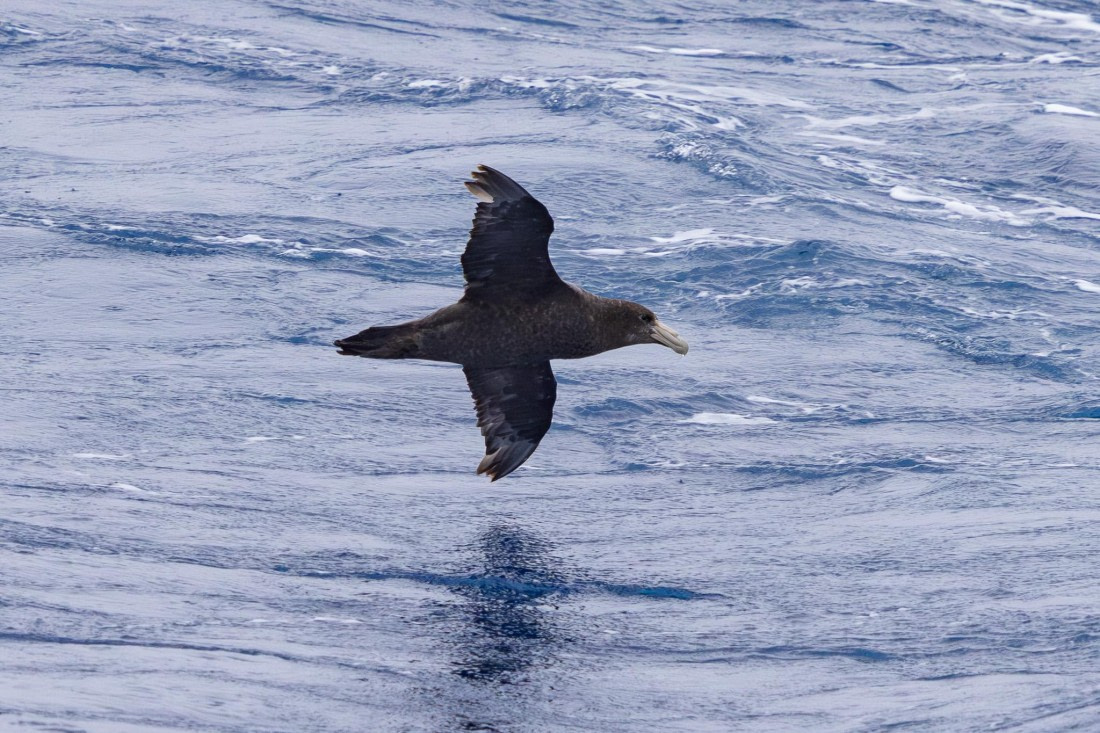 PLA26-26, Day 3, 4Q9A6008-2.jpg © Unknown Photographer - Oceanwide Expeditions.jpg