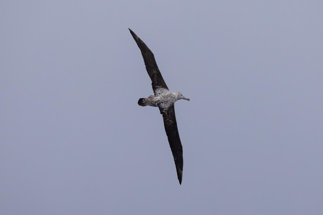 PLA26-26, Day 3, 4Q9A6038-2.jpg © Unknown Photographer - Oceanwide Expeditions.jpg