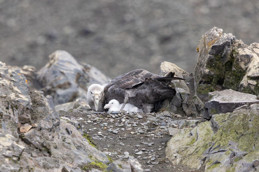PLA26-26, Day 4, 4Q9A6112.jpg © Unknown Photographer - Oceanwide Expeditions.jpg