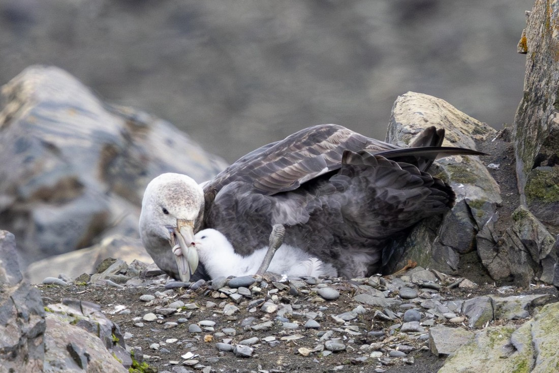 PLA26-26, Day 4, 4Q9A6119.jpg © Unknown Photographer - Oceanwide Expeditions.jpg