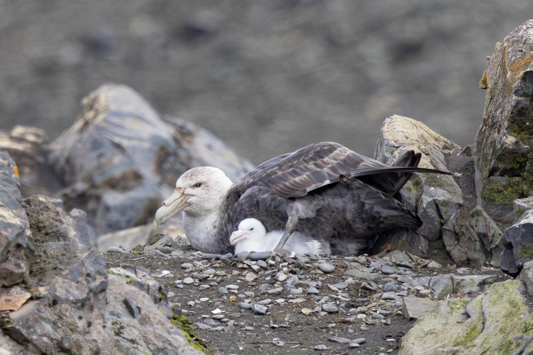 PLA26-26, Day 4, 4Q9A6123.jpg © Unknown Photographer - Oceanwide Expeditions.jpg