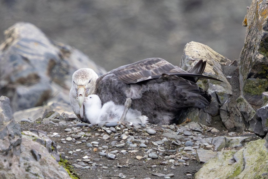 PLA26-26, Day 4, 4Q9A6129.jpg © Unknown Photographer - Oceanwide Expeditions.jpg