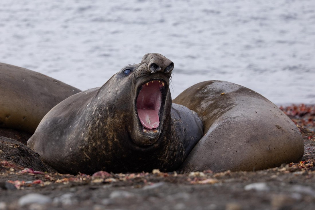 PLA26-26, Day 4, 4Q9A6182-2.jpg © Unknown Photographer - Oceanwide Expeditions.jpg