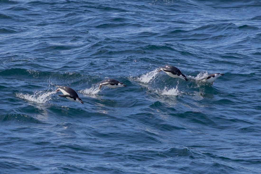 PLA26-26, Day 4, 4Q9A6433-2.jpg © Unknown Photographer - Oceanwide Expeditions.jpg