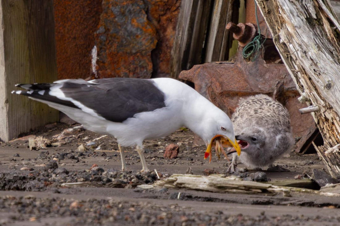 PLA26-26, Day 4, 4Q9A6512-2.jpg © Unknown Photographer - Oceanwide Expeditions.jpg