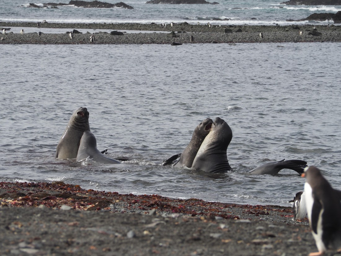PLA26-26, Day 4, IMG_7649.JPG © Unknown Photographer - Oceanwide Expeditions.JPG
