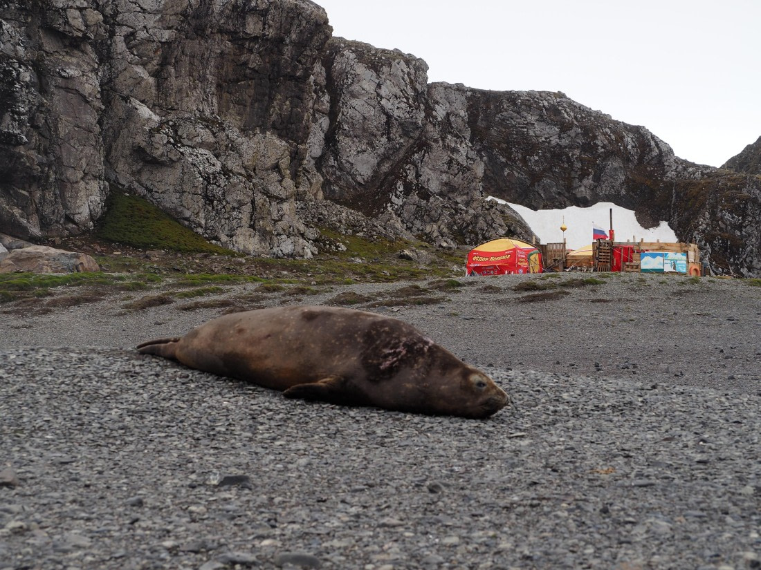 PLA26-26, Day 4, IMG_7662.JPG © Unknown Photographer - Oceanwide Expeditions.JPG