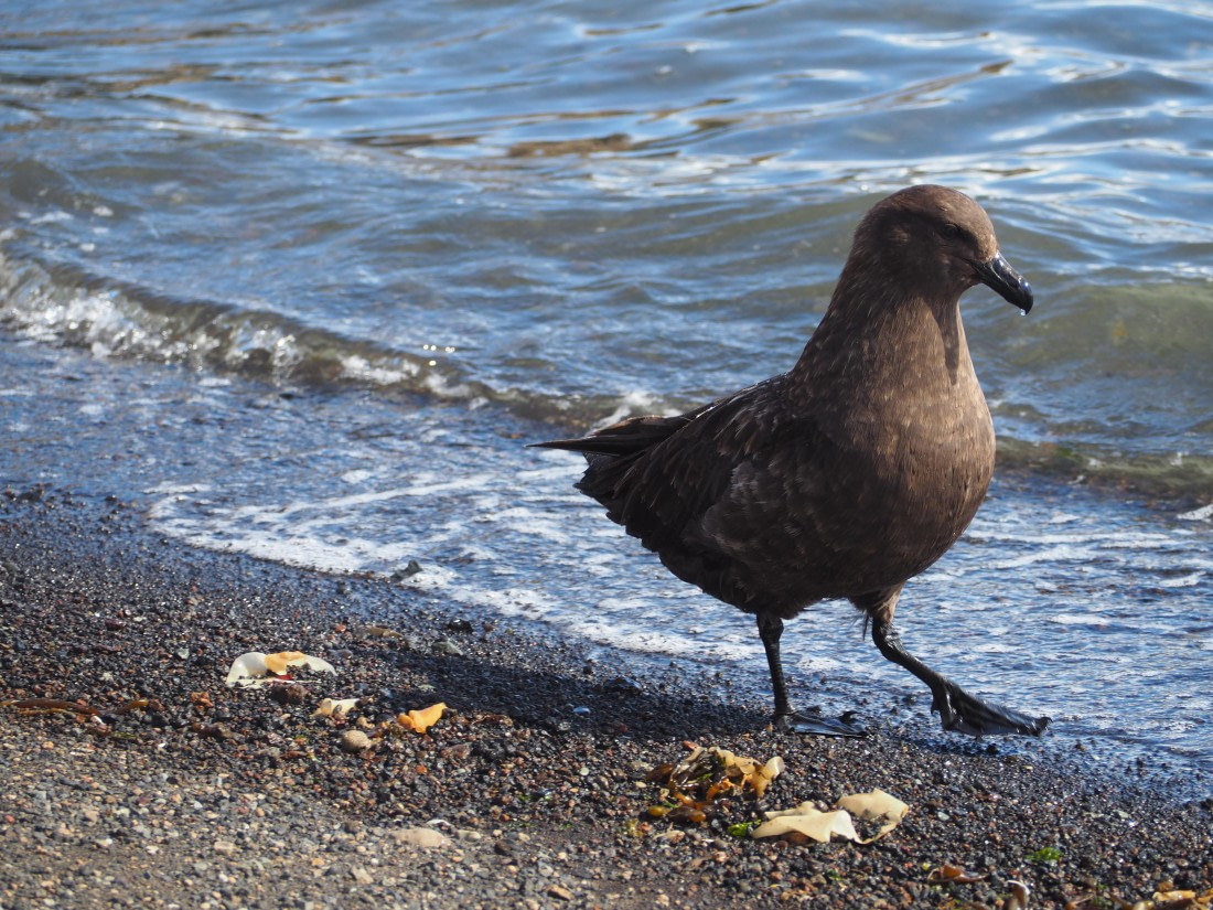 PLA26-26, Day 4, IMG_7700.JPG © Unknown Photographer - Oceanwide Expeditions.JPG