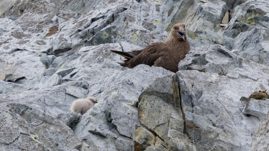 PLA26-26, Day 5, 4Q9A6702.jpg © Unknown Photographer - Oceanwide Expeditions.jpg