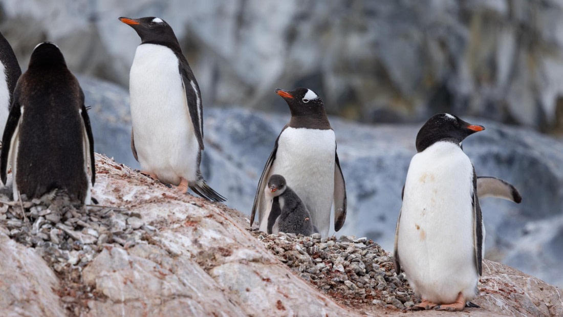 PLA26-26, Day 5, 4Q9A6749.jpg © Unknown Photographer - Oceanwide Expeditions.jpg