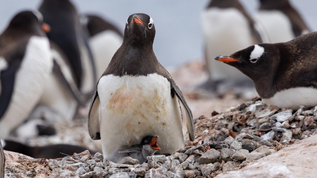 PLA26-26, Day 5, 4Q9A6771.jpg © Unknown Photographer - Oceanwide Expeditions.jpg