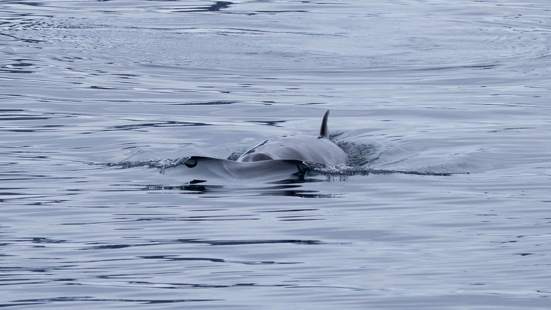 PLA26-26, Day 5, 4Q9A6876.jpg © Unknown Photographer - Oceanwide Expeditions.jpg