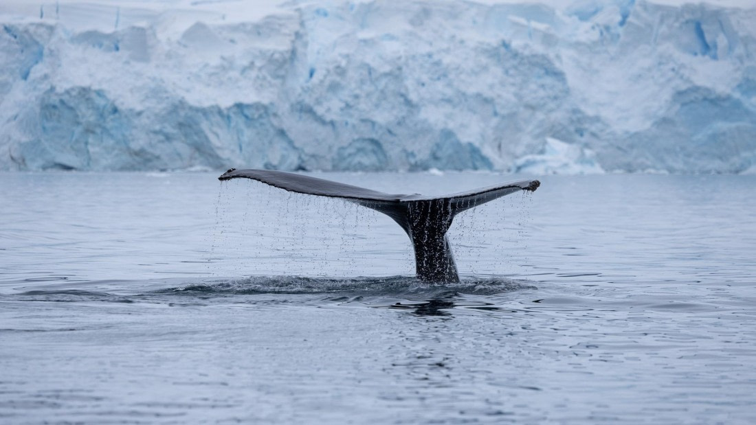 PLA26-26, Day 5, 4Q9A6979.jpg © Unknown Photographer - Oceanwide Expeditions.jpg