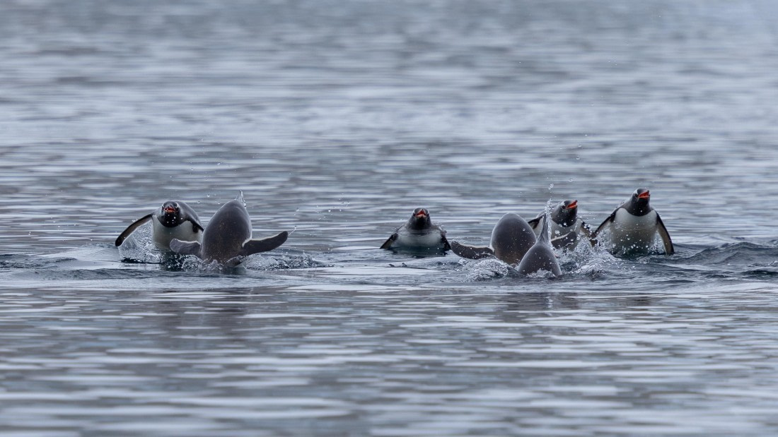 PLA26-26, Day 5, 4Q9A6932.jpg © Unknown Photographer - Oceanwide Expeditions.jpg