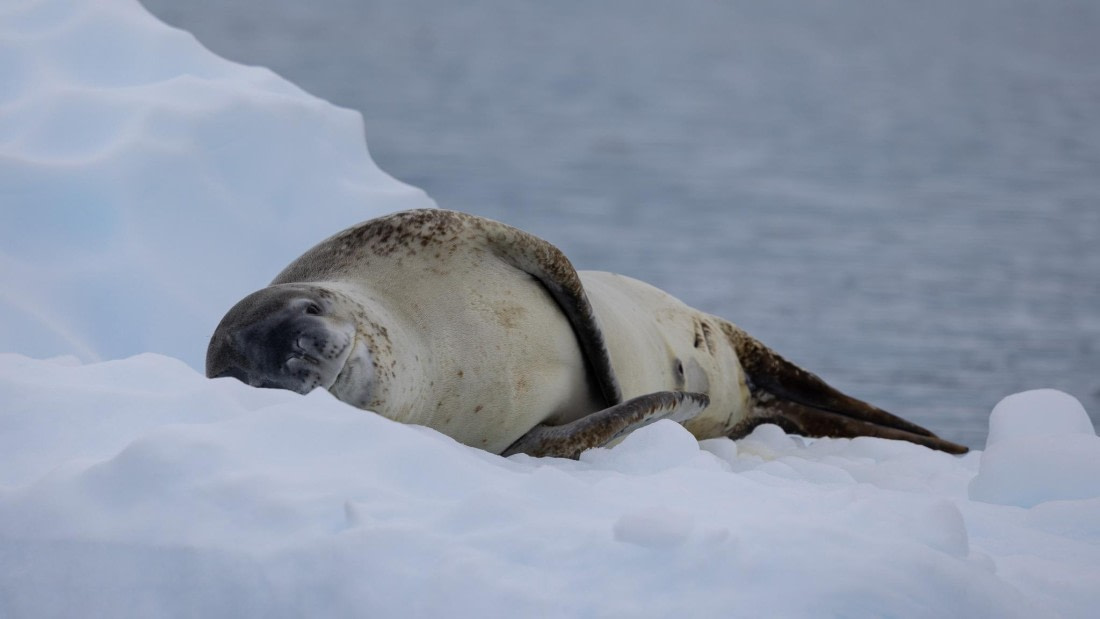 PLA26-26, Day 5, 4Q9A7014.jpg © Unknown Photographer - Oceanwide Expeditions.jpg