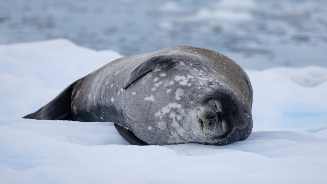 PLA26-26, Day 5, 4Q9A7036.jpg © Unknown Photographer - Oceanwide Expeditions.jpg