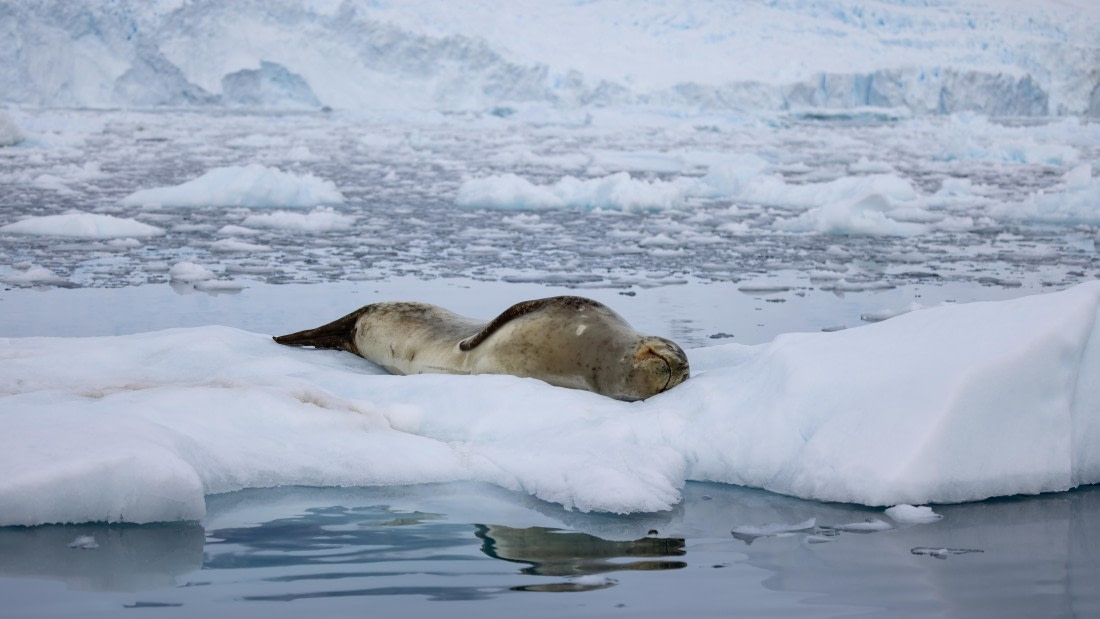 PLA26-26, Day 5, 4Q9A7046.jpg © Unknown Photographer - Oceanwide Expeditions.jpg