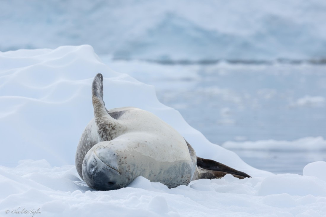 PLA26-26, Day 5, FZ1A6074.jpg © Unknown Photographer - Oceanwide Expeditions.jpg