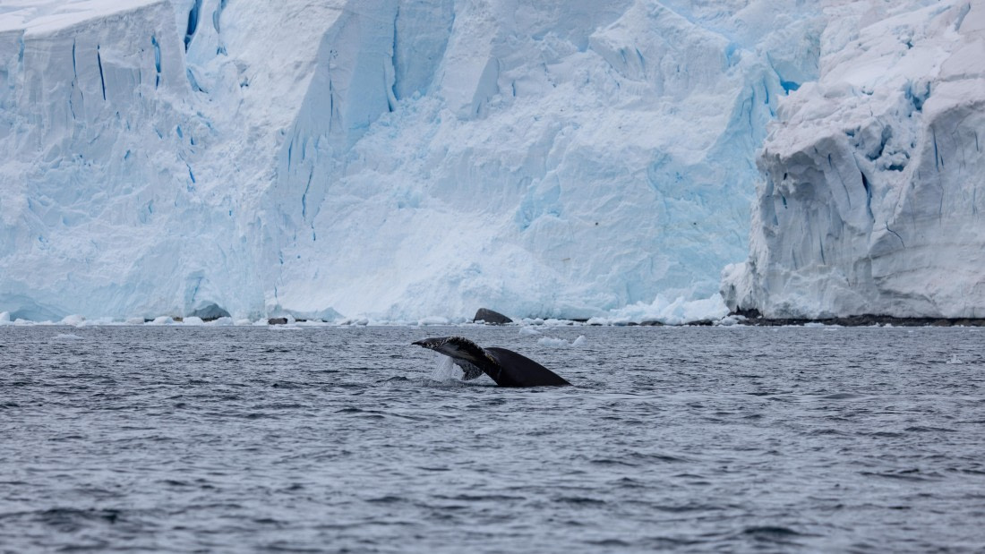 PLA26-26, Day 6, 4Q9A7071.jpg © Unknown Photographer - Oceanwide Expeditions.jpg