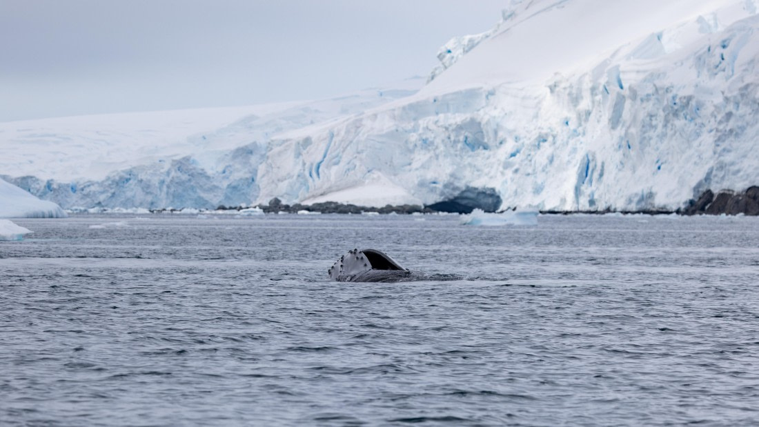 PLA26-26, Day 6, 4Q9A7116.jpg © Unknown Photographer - Oceanwide Expeditions.jpg