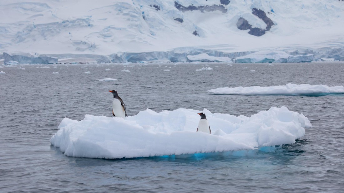 PLA26-26, Day 6, 4Q9A7141.jpg © Unknown Photographer - Oceanwide Expeditions.jpg