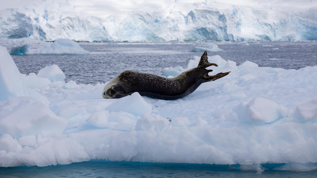 PLA26-26, Day 6, 4Q9A7222.jpg © Unknown Photographer - Oceanwide Expeditions.jpg