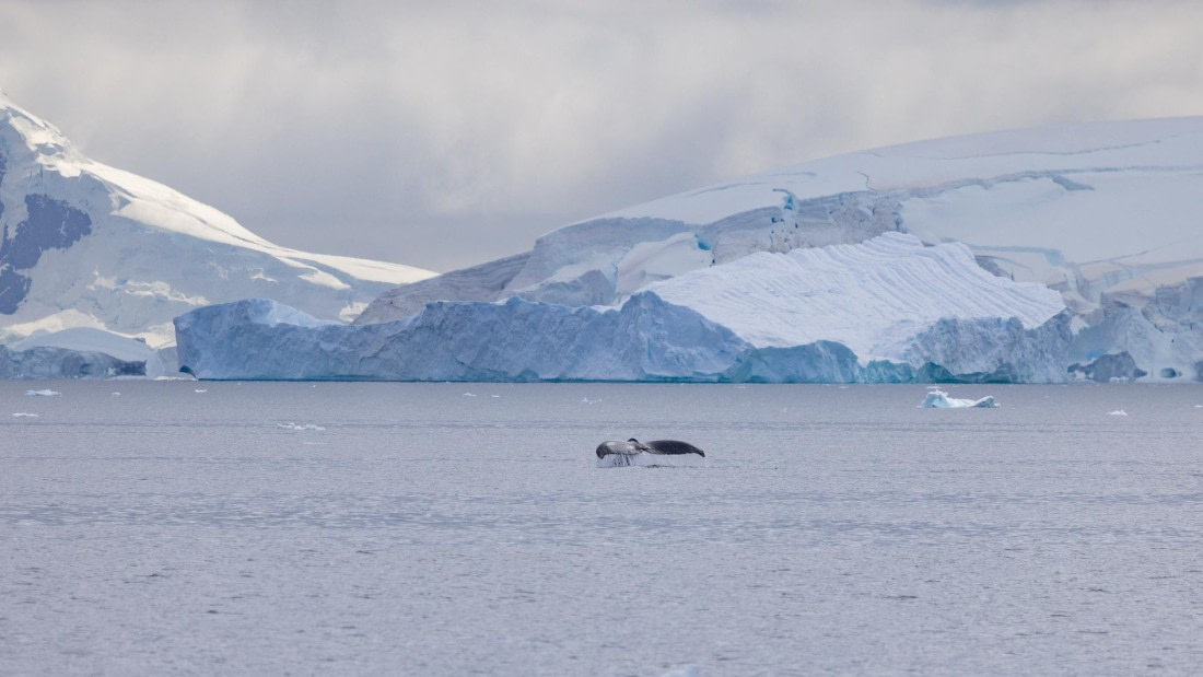PLA26-26, Day 6, 4Q9A7261.jpg © Unknown Photographer - Oceanwide Expeditions.jpg