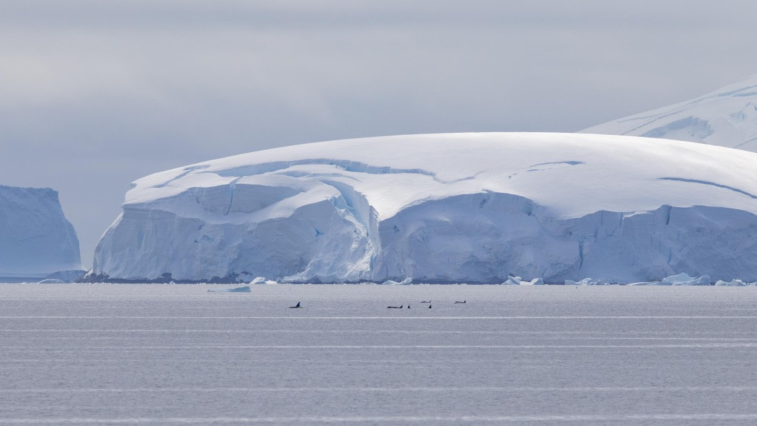 PLA26-26, Day 6, 4Q9A7355.jpg © Unknown Photographer - Oceanwide Expeditions.jpg