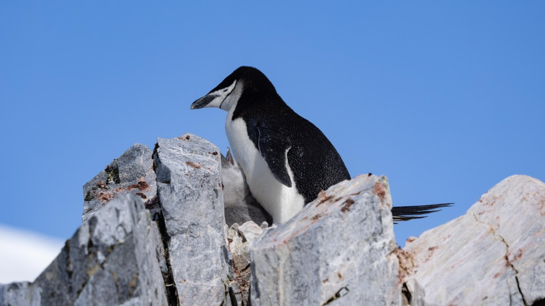 PLA26-26, Day 6, 4Q9A7416.jpg © Unknown Photographer - Oceanwide Expeditions.jpg