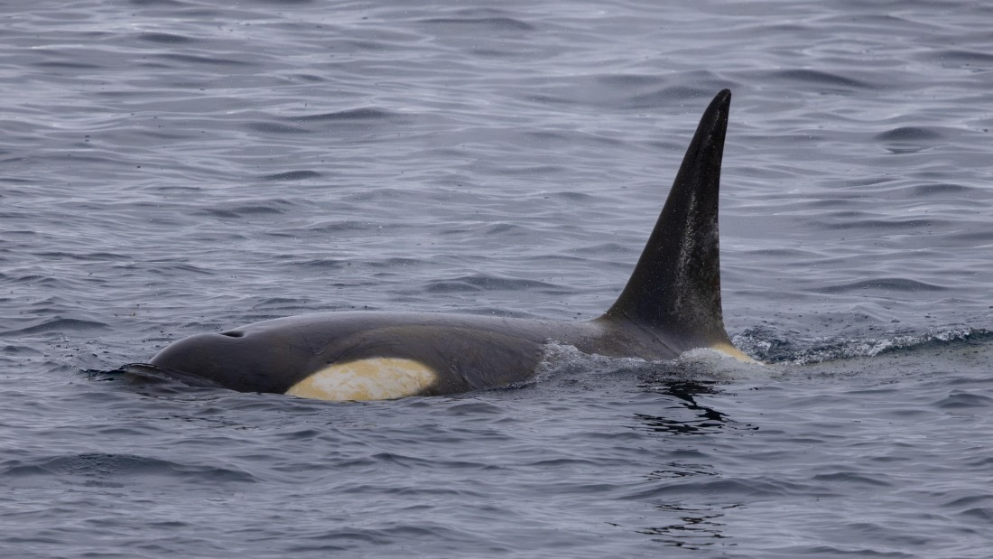 PLA26-26, Day 6, 4Q9A7749-2.jpg © Unknown Photographer - Oceanwide Expeditions.jpg