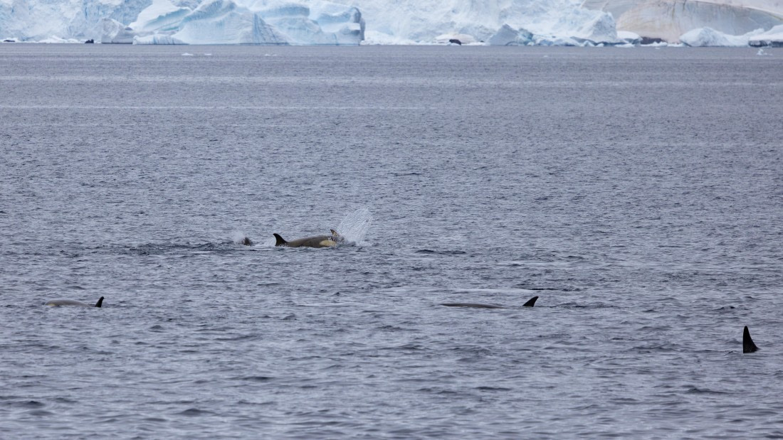 PLA26-26, Day 6, 4Q9A7862.jpg © Unknown Photographer - Oceanwide Expeditions.jpg